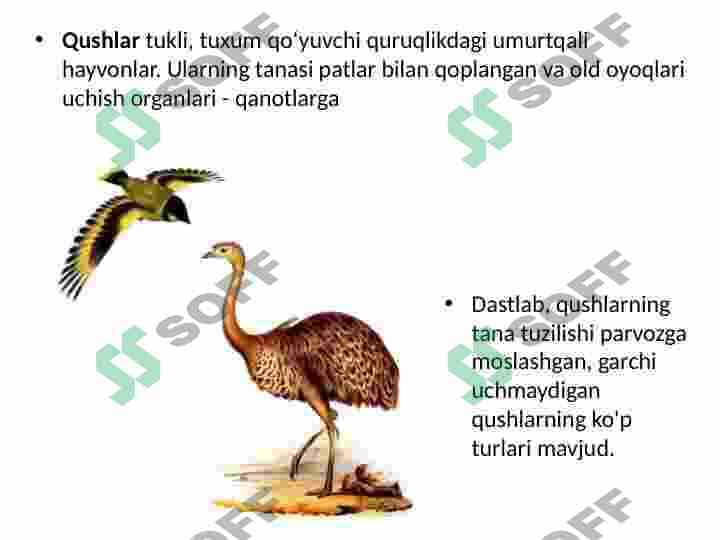Qushlar sinfi 2