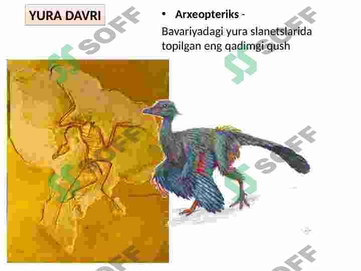 Qushlar sinfi 5