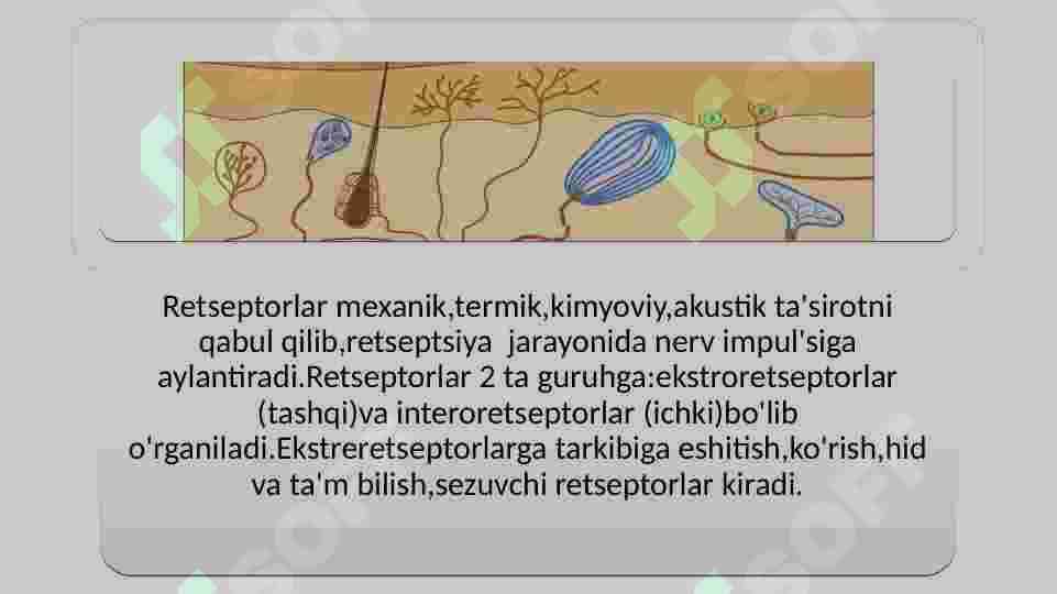 Retseptsiya, retseptor hujayralari, tuzilishi va faoliyatlari. Tashqi signallarni sezish organlari retsepsiyasi 4