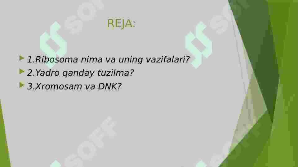 Ribosoma va yadro. 2