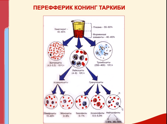 КОН ТИЗИМИ КАСАЛЛИКЛАРИ БИЛАН КАСАЛЛАНГАН БЕМОРЛАРНИ ТЕКШИРИШ. АСОСИЙ КЛИНИК СИМПТОМЛАР 2