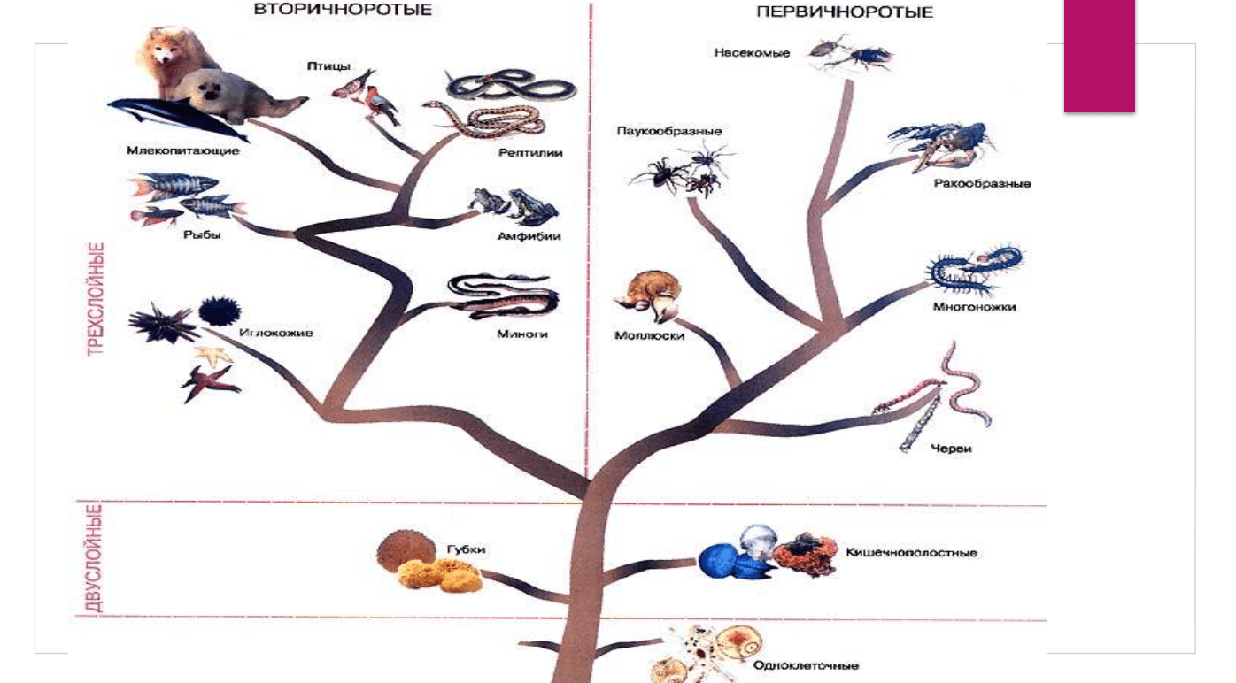 Evolyutsion jaraёnlari va umumiy qonuniyatlar. Antropogenez 2