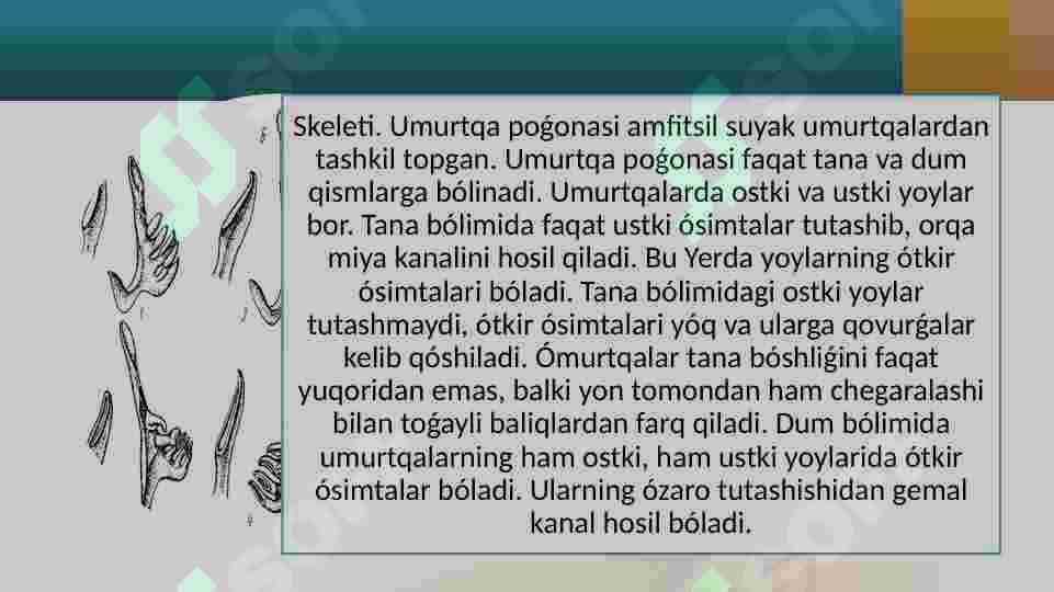 O’TKINCHI, YARIM O’TKINCHI ,CHUCHUK SUV, DENGIZ BALIQLARINING TIRIKCHILIGIDAGI O’ZIGA XOSLIKLAR 3