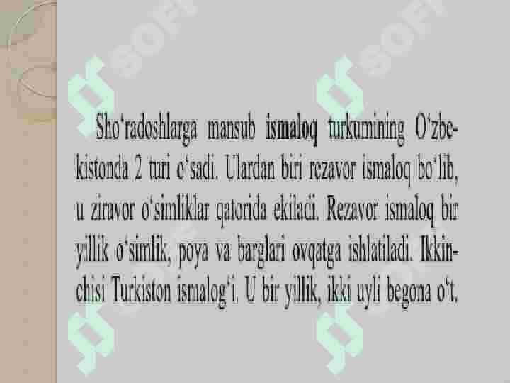Sho'radoshlar oilasi vakillarining cho'l mintaqasi oʻsimliklari 4