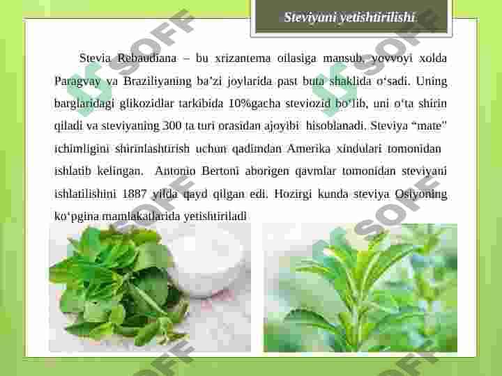 Stevia 2