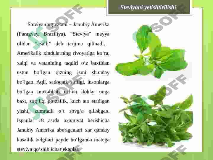 Stevia 3
