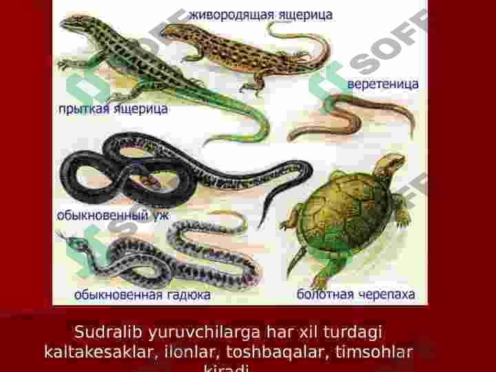 Sudralib yuruvchilar sinfi 2