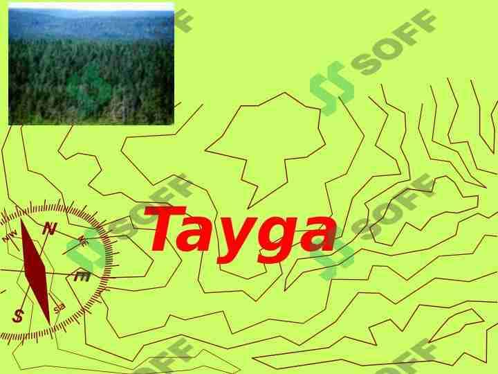Tayga