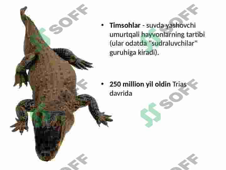 Timsohlar 2