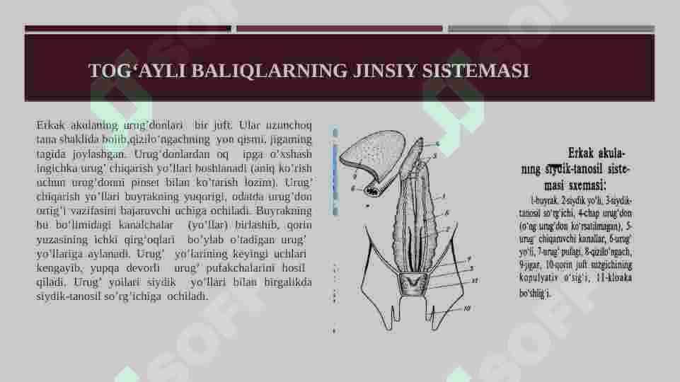 Tog’ayli baliqlarning individual rivojlanish xususiyatlari 2
