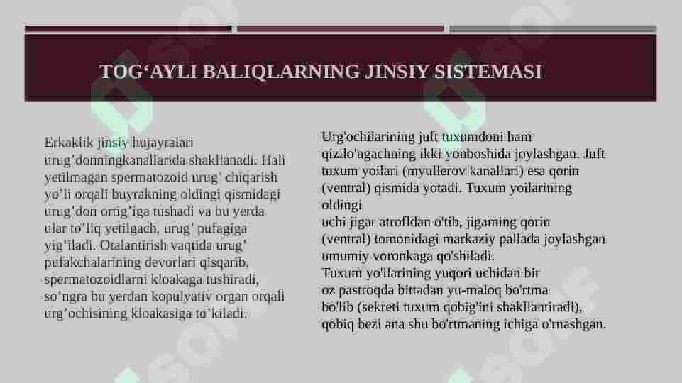 Tog’ayli baliqlarning individual rivojlanish xususiyatlari 3