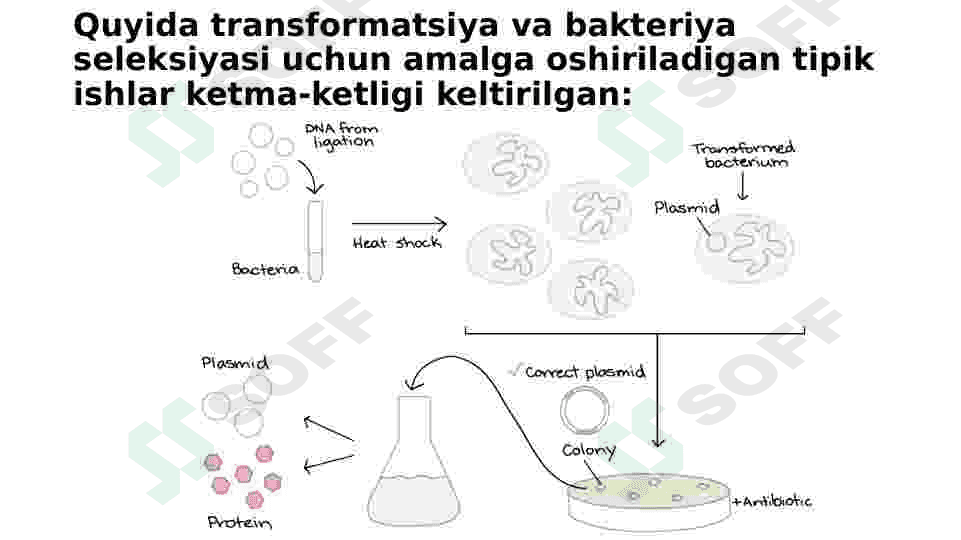 Transformatsiya jarayoni bosqichlari 3