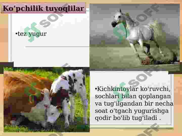 Tuyoqlilar 3