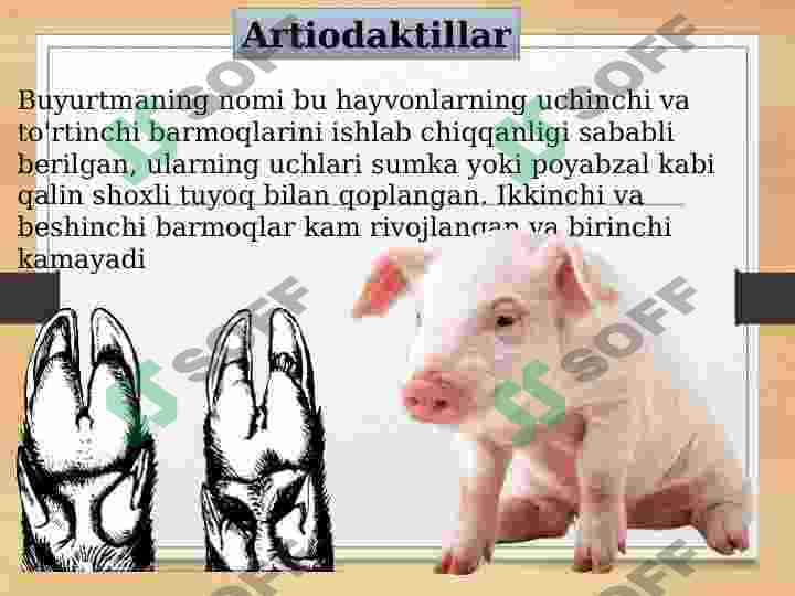 Tuyoqlilar 4