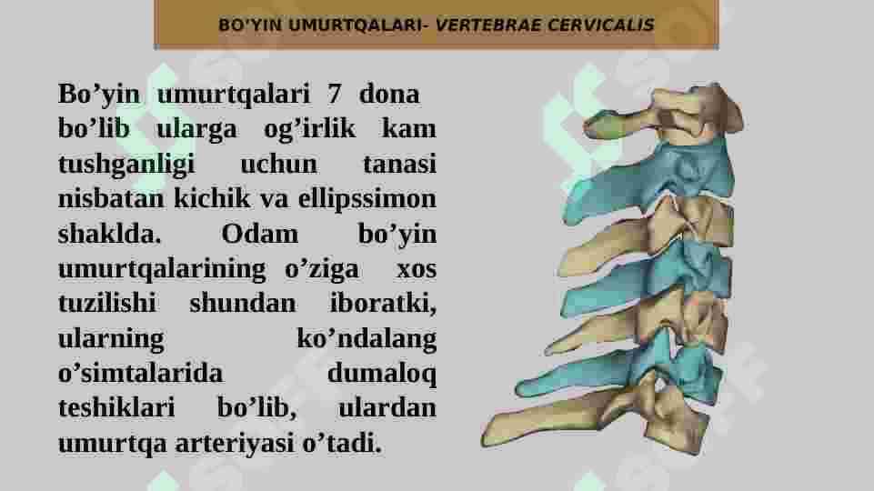 UMURTQALAR TUZILISHI 6