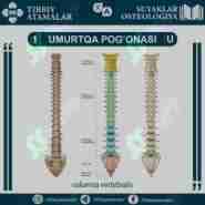 UMURTQA POG'ONASI - COLUMNA VERTEBRALIS