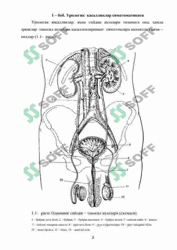 Urologiya, darslik 3