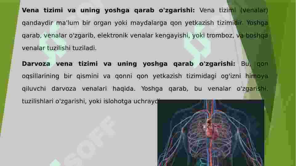 Vena tizimi 3