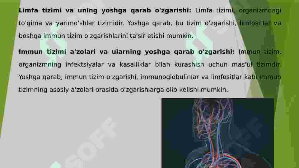 Vena tizimi 5