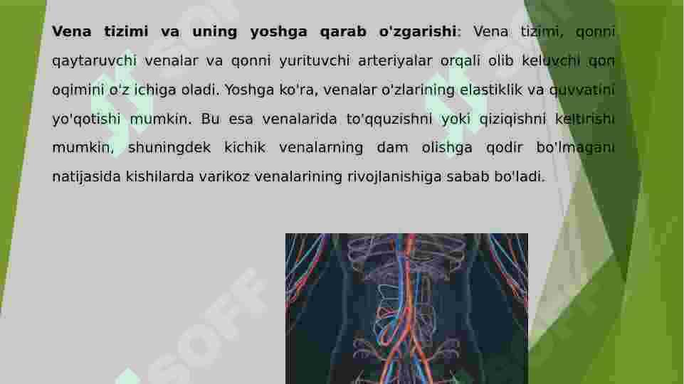 Vena tizimi 6
