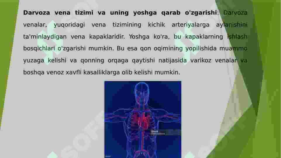 Vena tizimi 7