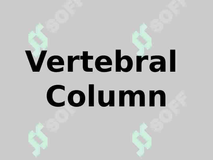Vertebral Column