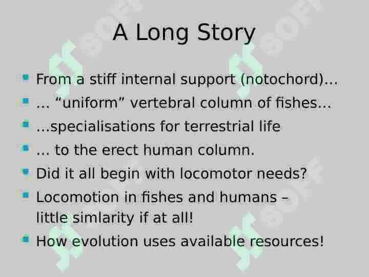 Vertebral  Column 2