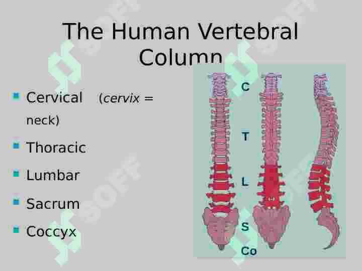 Vertebral  Column 3