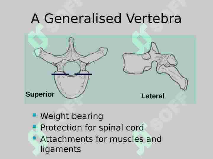 Vertebral  Column 5