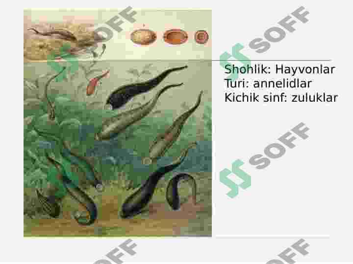 ZULUKLAR 2