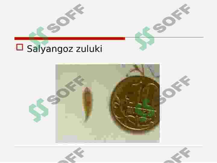 ZULUKLAR 5