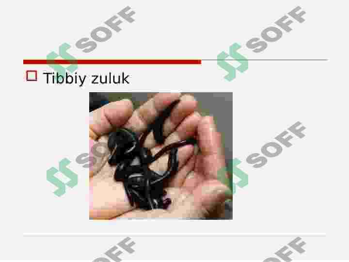 ZULUKLAR 6