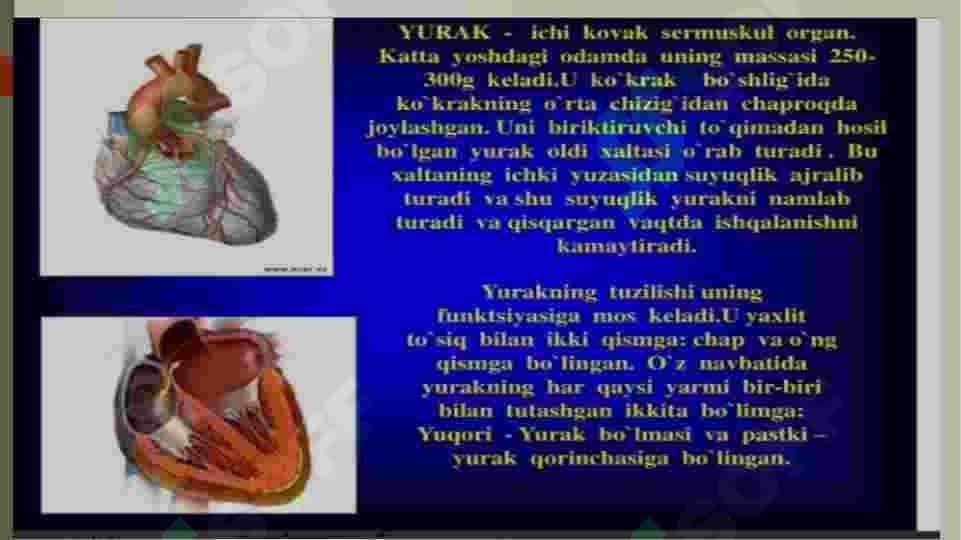 Yurak 4