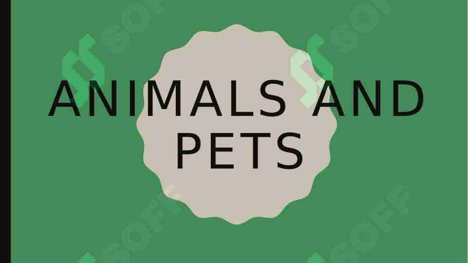 animals and pets