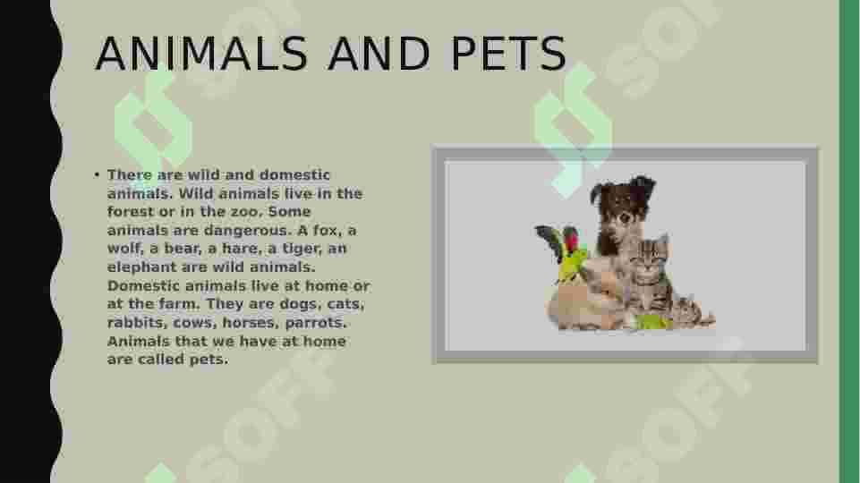 animals and pets 2