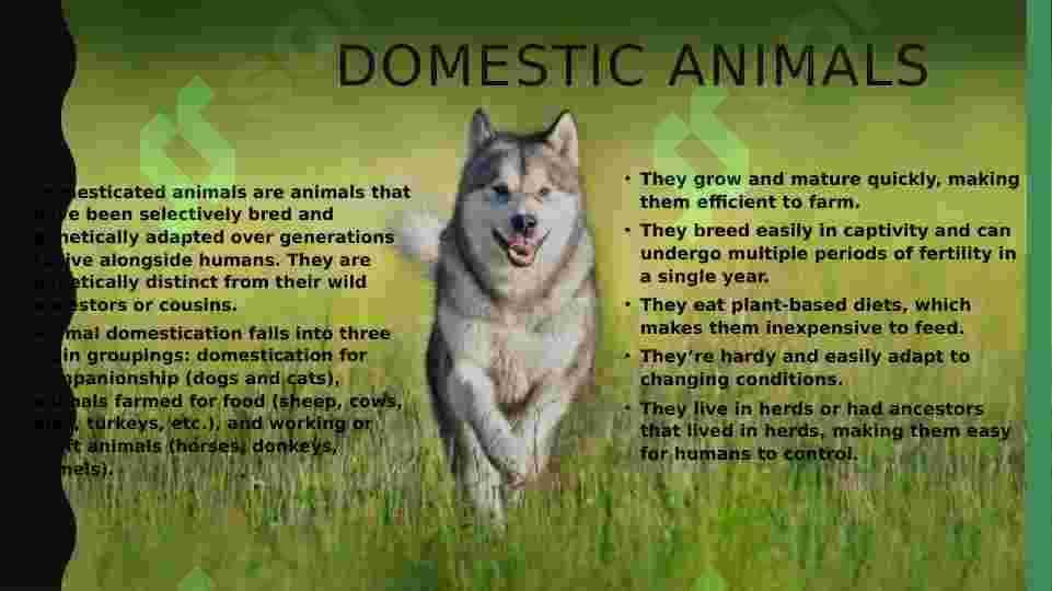 animals and pets 3
