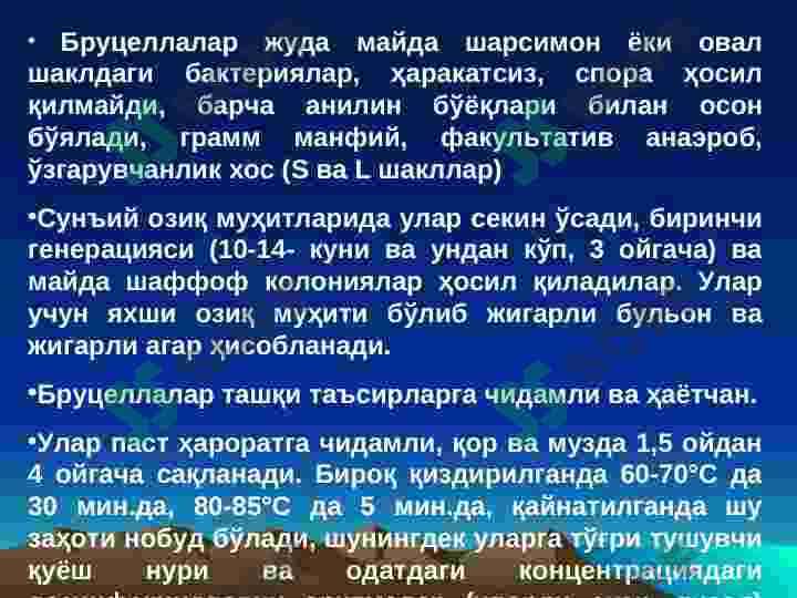 БРУЦЕЛЛЕЗ 7