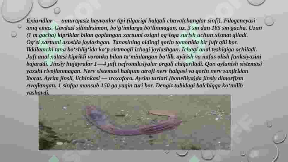 Echiura va Spunkula tiplari 3