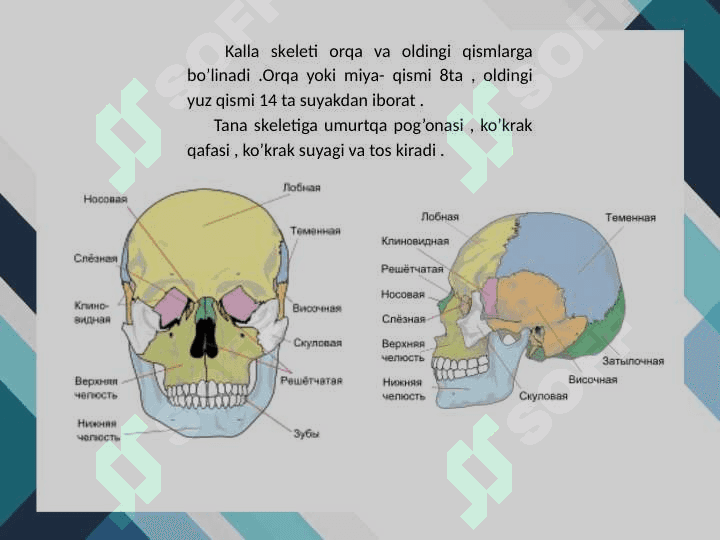 SUYAKLARNING TUZILISHI, SUYAKLARNING BIRIKISH TURLARI 3