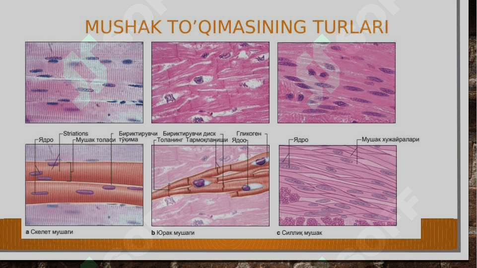 Mushak to'qimalari 3