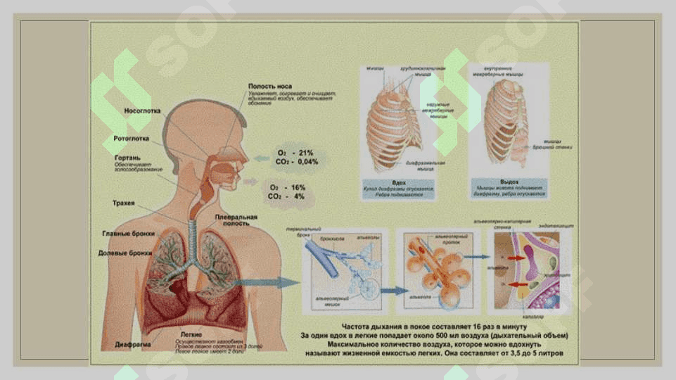 Nafas olish fiziologiyasi 3