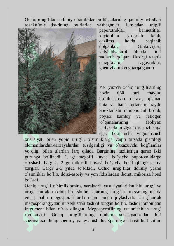 Ochiq urug'lilar bo'limi 8