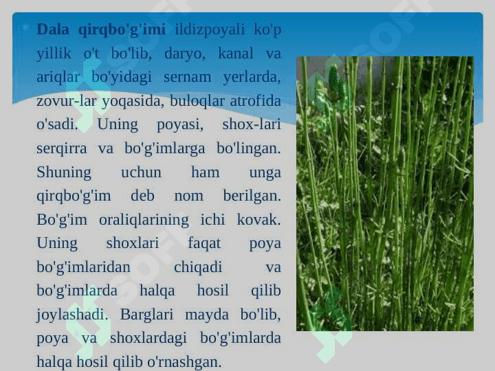 QIRQBOGʻIMTOIFA BOʻLIMI 8