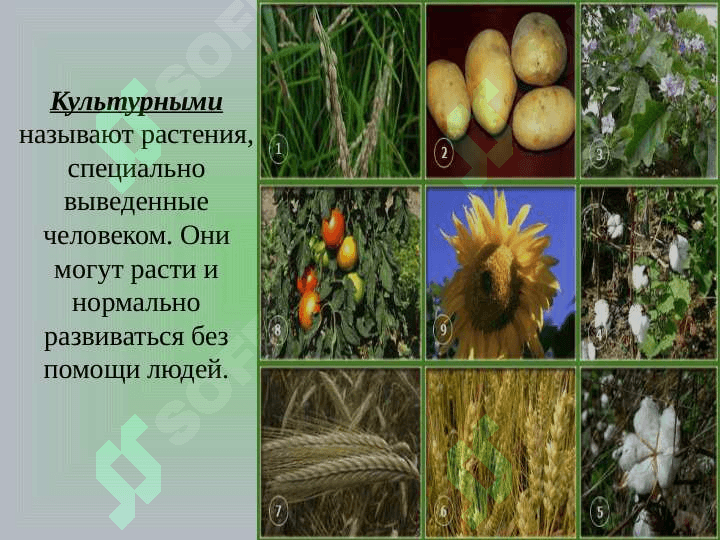 «Значение растений в природе и жизни человека» 8