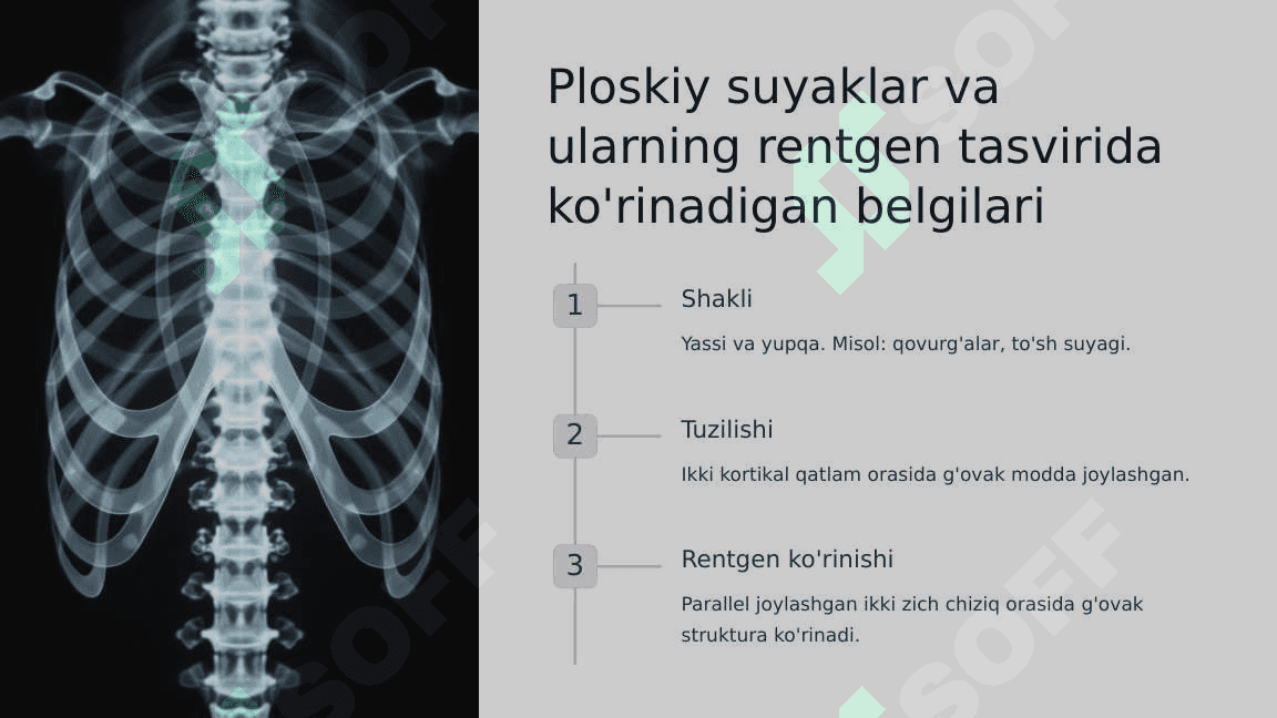 Skelet suyaklarining rentgenanatomiyasi 6