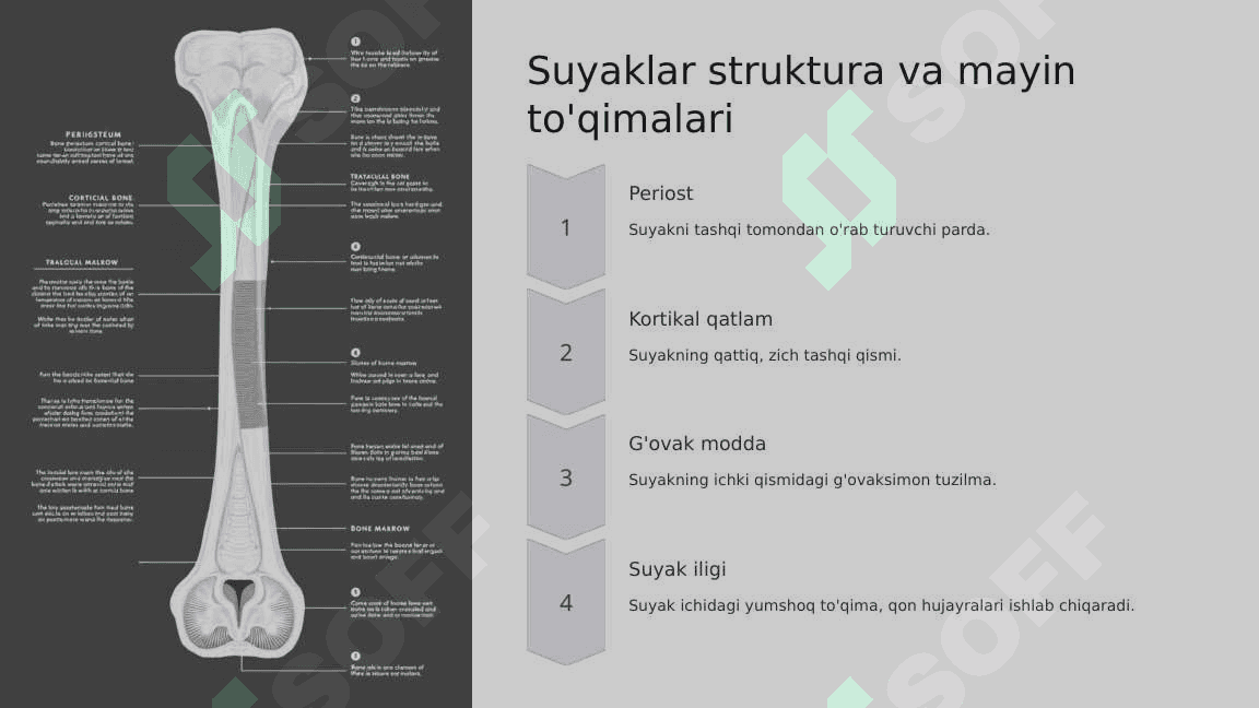 Skelet suyaklarining rentgenanatomiyasi 8