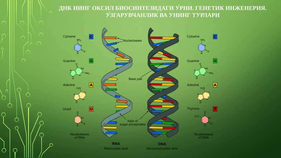 ДНК НИНГ ОКСИЛ БИОСИНТЕЗИДАГИ У́РНИ. ГЕНЕТИК ИНЖЕНЕРИЯ. У́ЗГАРУВЧАНЛИК ВА УНИНГ ТУРЛАРИ