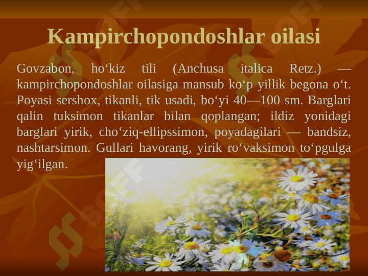 Kampirchopondoshlar va chinniguldoshlar oilasining tavsifi, tasnifi va ahamiyati. 3