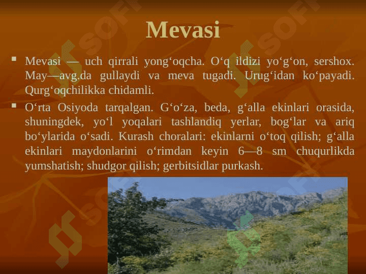 Kampirchopondoshlar va chinniguldoshlar oilasining tavsifi, tasnifi va ahamiyati. 4