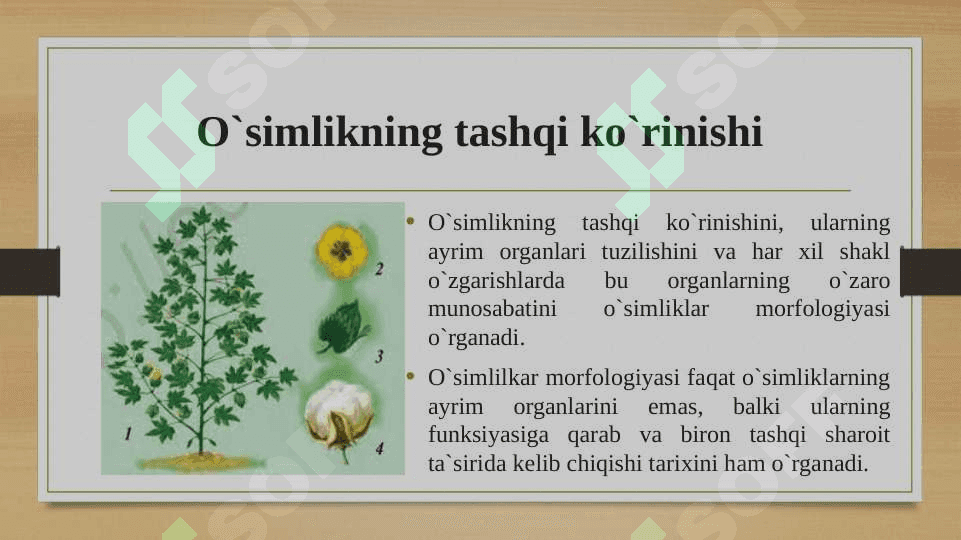 Asosiy morfologik qonuniyatlar: simmetriya turlari, metamorfoz. 3